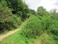 Mound from the inner bailey photo Charles Taylor