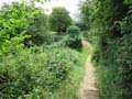 Inner bailey from the mound photo Charles Taylor